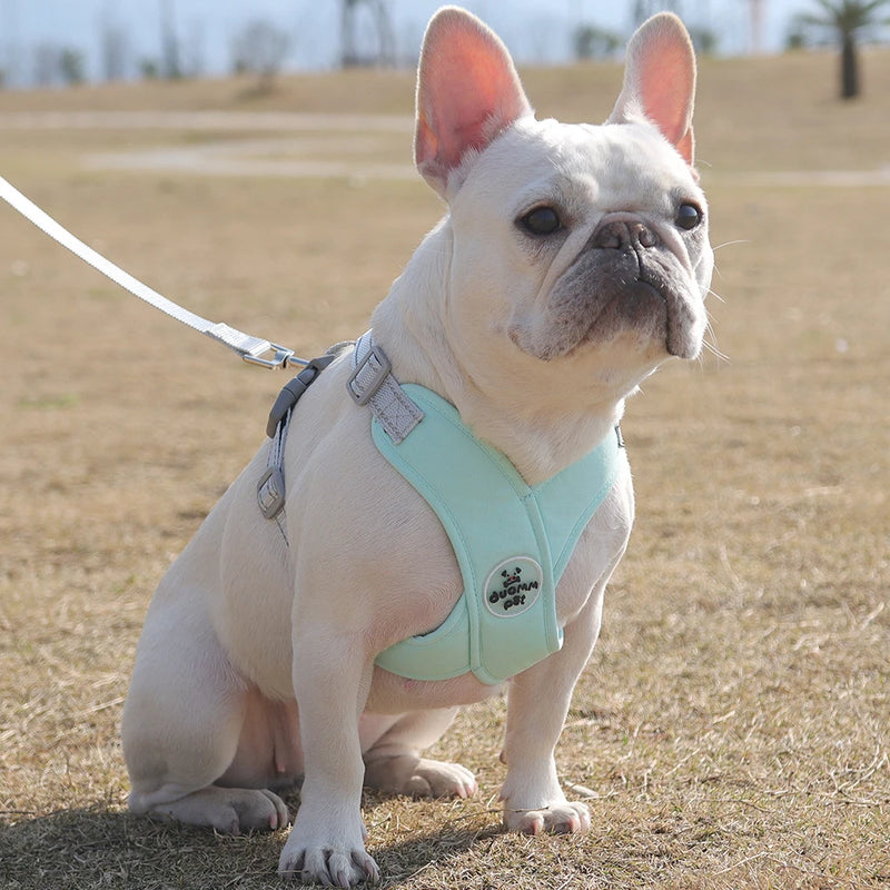 Coleira Confortável Ajustável Para Cachorro